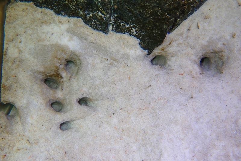 Lamprologus kungweensis 'Burton Bay'